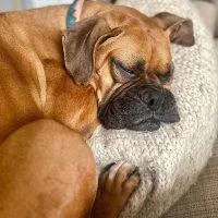 An adult medium-sized female Yellow / Tan / Blond / Fawn Boxer dog named Bella Sue for adoption in Davis, CA