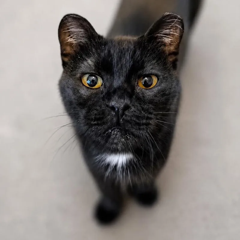 An adult small-sized male Black Domestic Short Hair cat named Kiwi for adoption in Rochester, MN