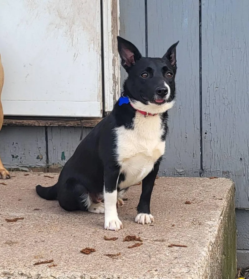 A young medium-sized female Mixed Breed dog named Shakira for adoption in Fond Du Lac, WI