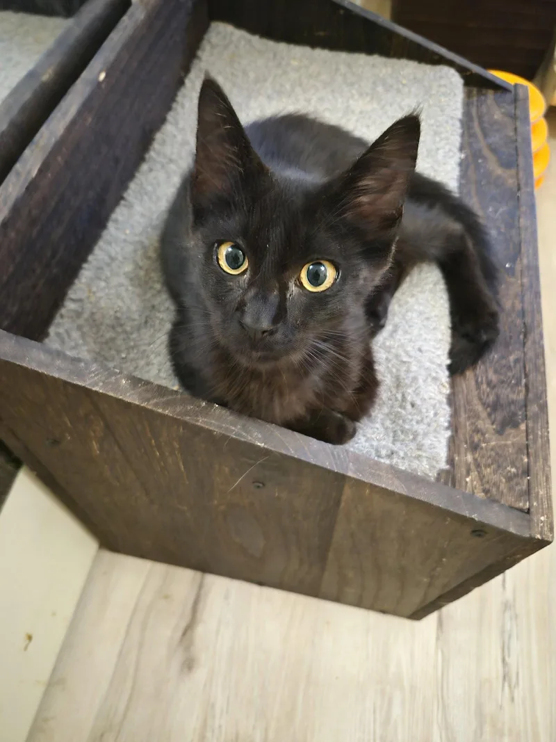 A baby small-sized male Black Domestic Short Hair cat named C Litter Levi for adoption in Livonia, MI