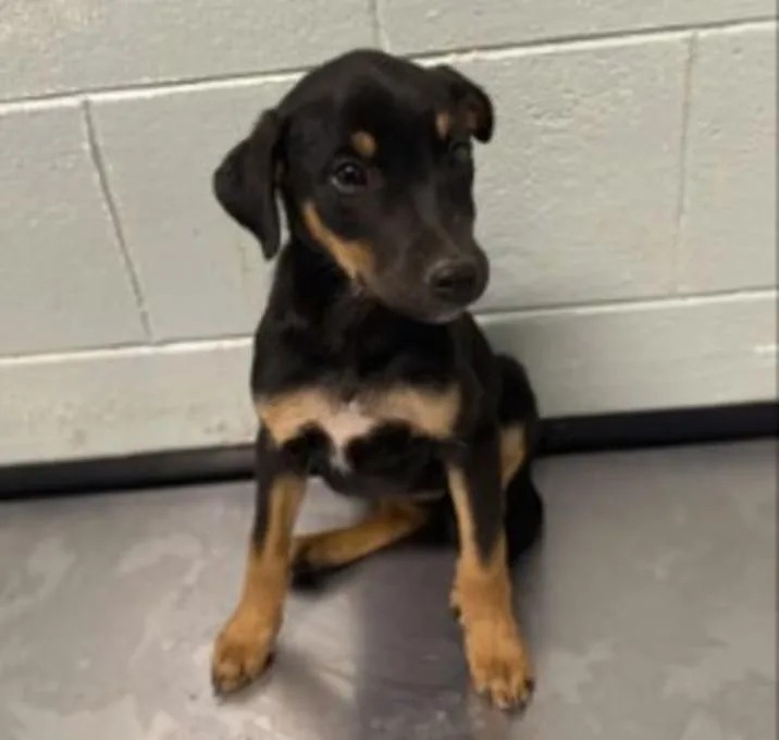 A baby medium-sized female Doberman Pinscher dog named India for adoption in Red Bluff, CA