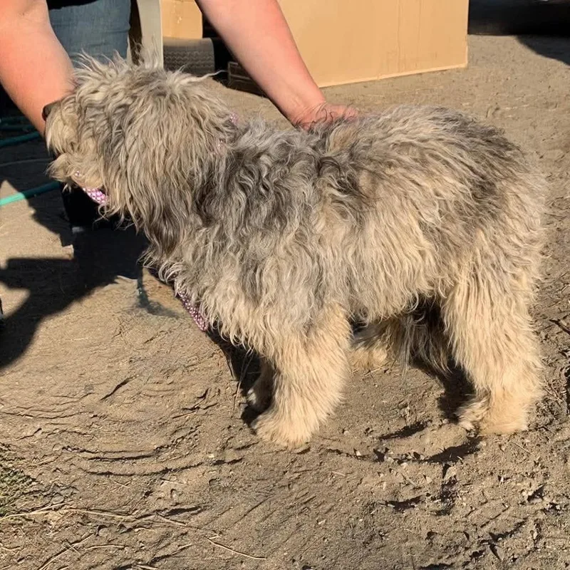 An adult medium-sized male Gray / Blue / Silver Australian Shepherd dog named Stewart for adoption in TONASKET, WA