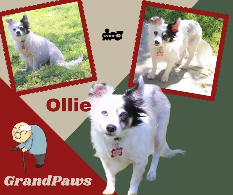 Ollie