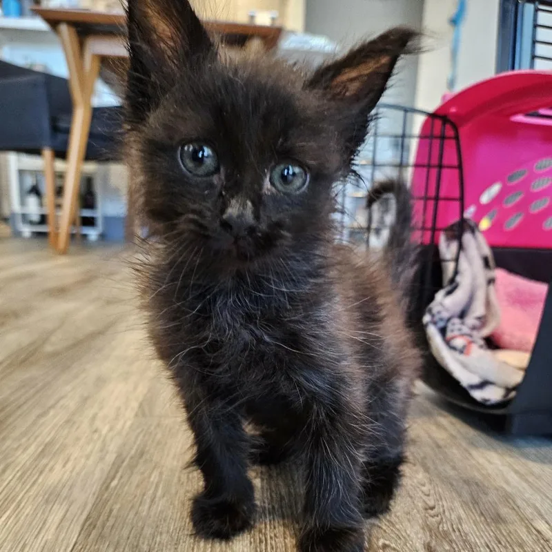 A baby small-sized female Black Domestic Short Hair cat named Nurse Dana for adoption in Los Angeles, CA