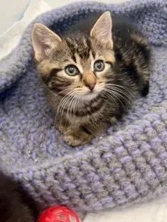 A baby small-sized female Brown / Chocolate Tabby cat named Carrie for adoption in Oradell, NJ
