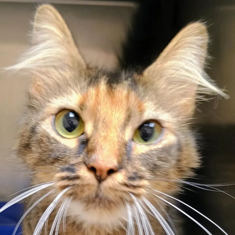 A young medium-sized female Domestic Long Hair cat named Autumn for adoption in Palestine, TX