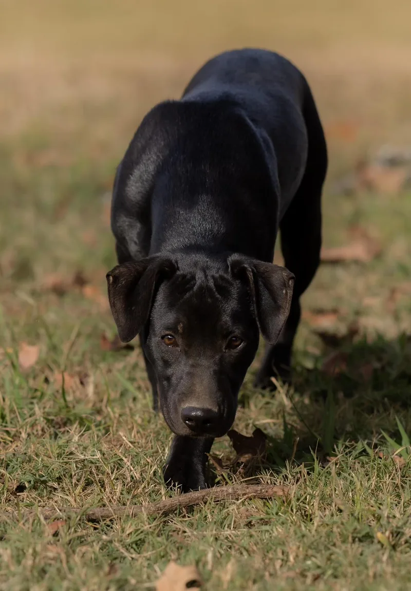 A baby medium-sized female Black Labrador Retriever dog named Brandy for adoption in Okolona, MS