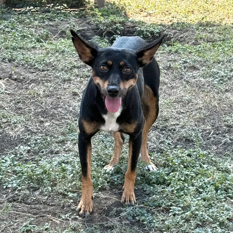 A young medium-sized female Mixed Breed dog named Abby for adoption in Brenham, TX