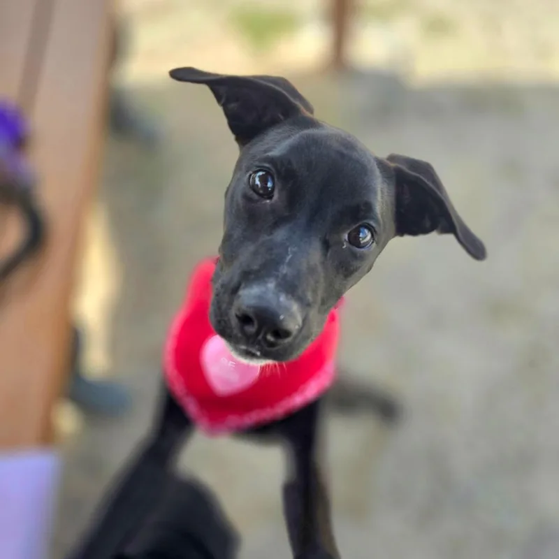 A baby medium-sized female Black Labrador Retriever dog named Velma for adoption in Port Charlotte, FL