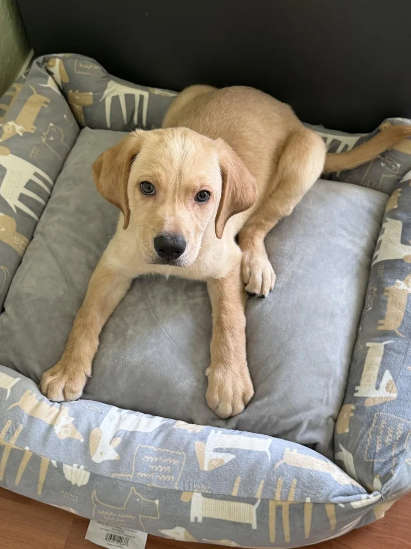 A baby medium-sized male Labrador Retriever dog named Biscuit Doodle for adoption in Valrico, FL