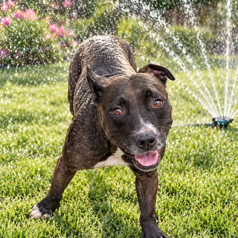 An adult medium-sized female Pit Bull Terrier dog named Sage for adoption in East Saint Louis, IL