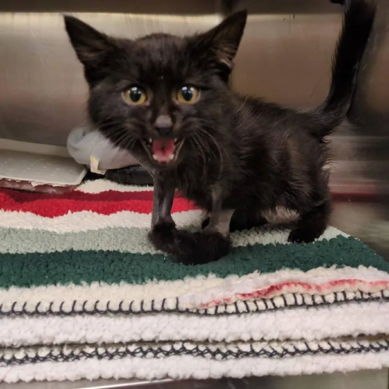 A young small-sized male Black Domestic Medium Hair cat named Cole for adoption in Springfield, MO