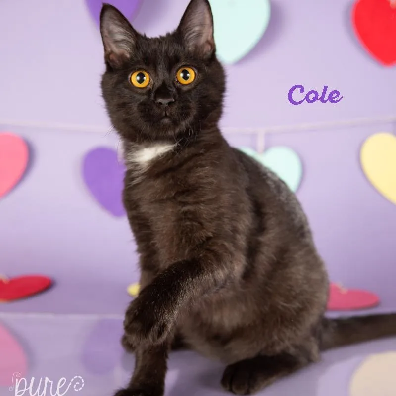 Cole thumbnail 2