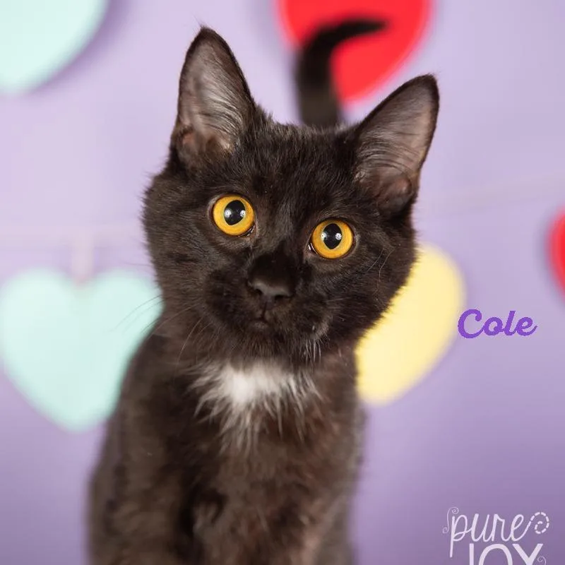 Cole thumbnail 4