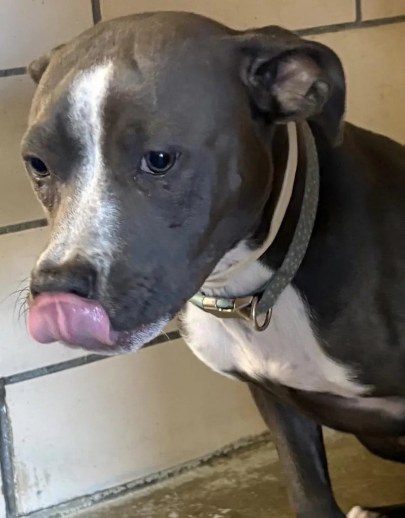 Bella Hold
