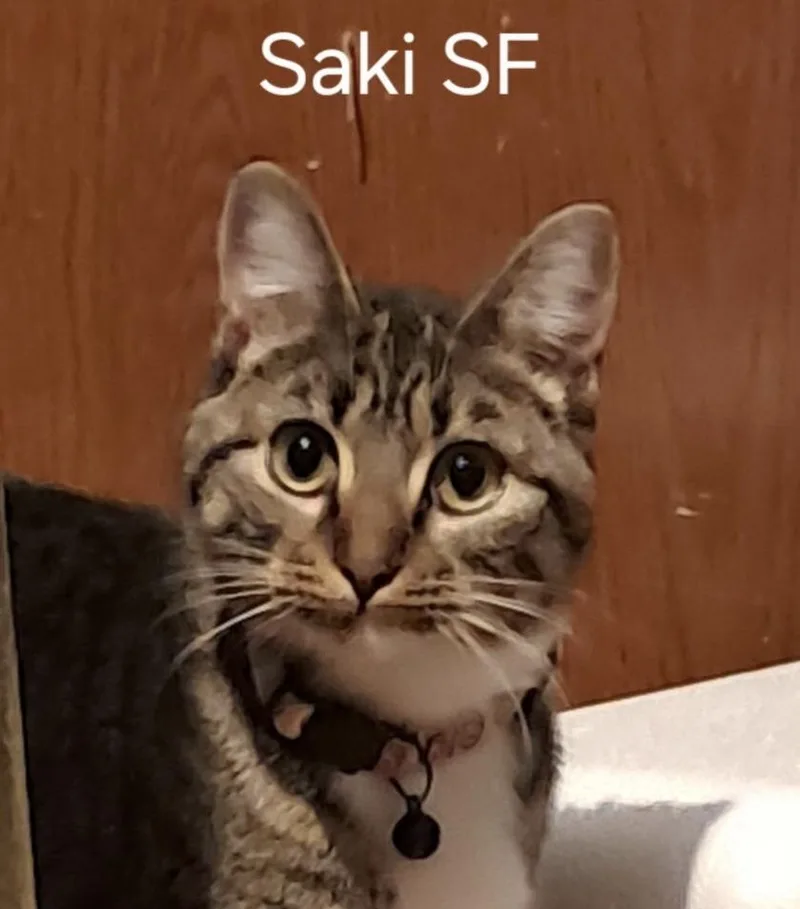 Saki