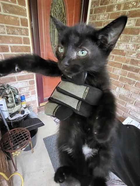 A baby small-sized female Domestic Short Hair cat named Lala for adoption in San Antonio, TX