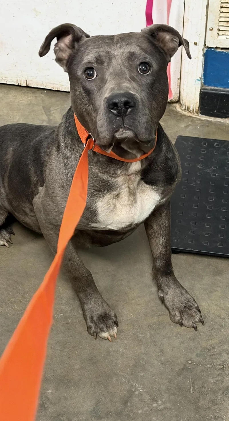 A young large-sized male American Bulldog dog named Kendall for adoption in Ozark, AL