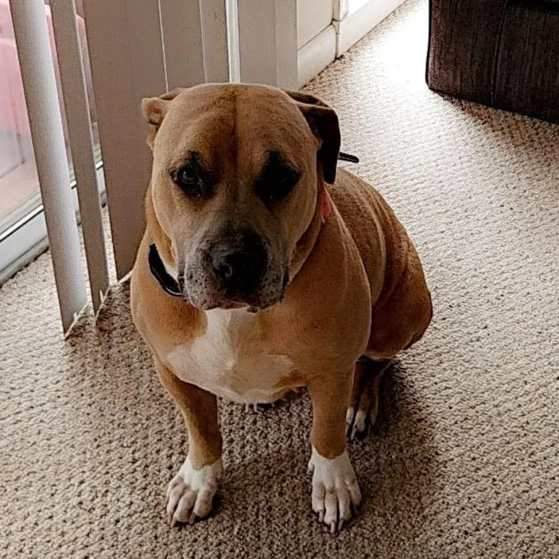 Lola