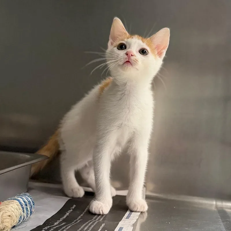 A baby small-sized female Orange / Red Domestic Short Hair cat named Outplay for adoption in Marshall, VA