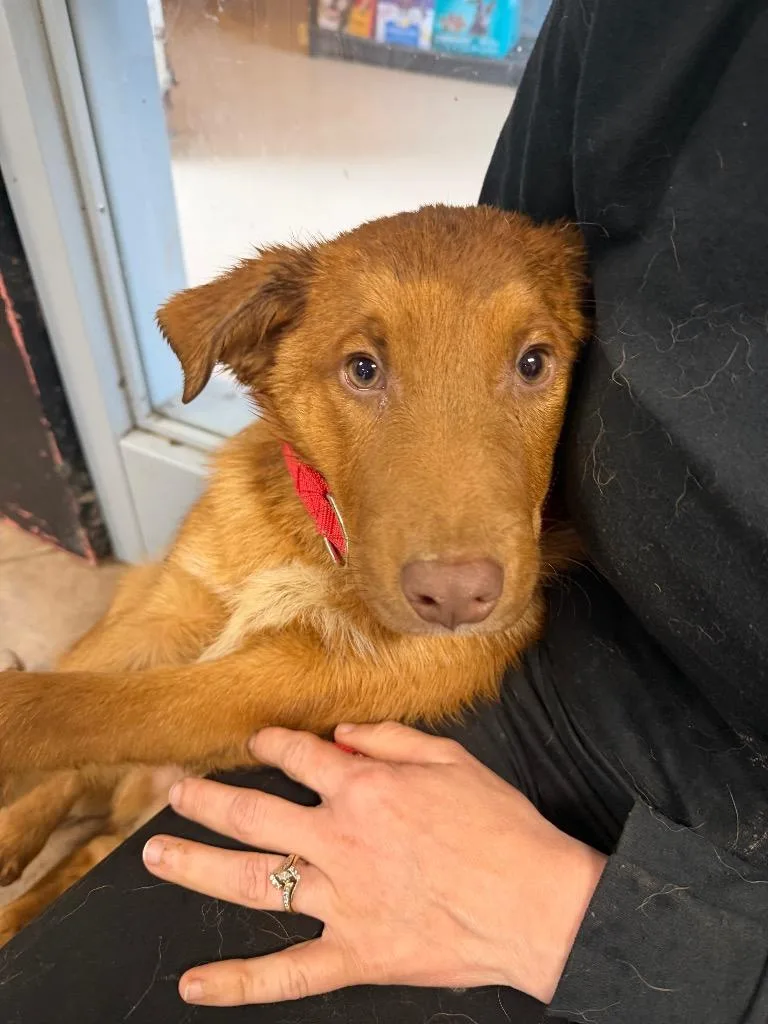 A baby medium-sized male Golden Retriever dog named Max for adoption in Marion, OH