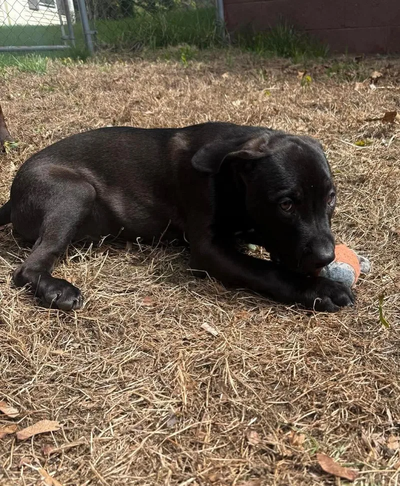A baby small-sized male Black American Staffordshire Terrier dog named Olaf for adoption in Salem, NH
