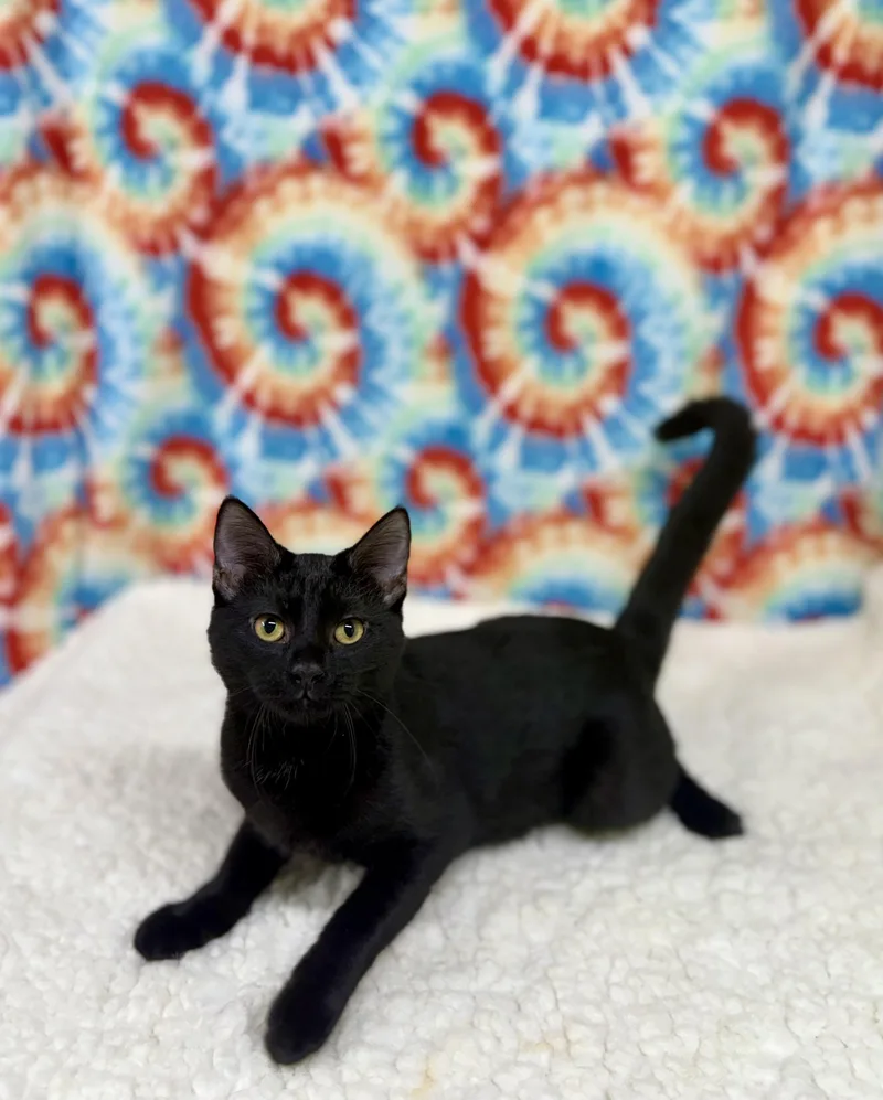 A young medium-sized male Black Domestic Short Hair cat named Salem for adoption in Upper Sandusky, OH