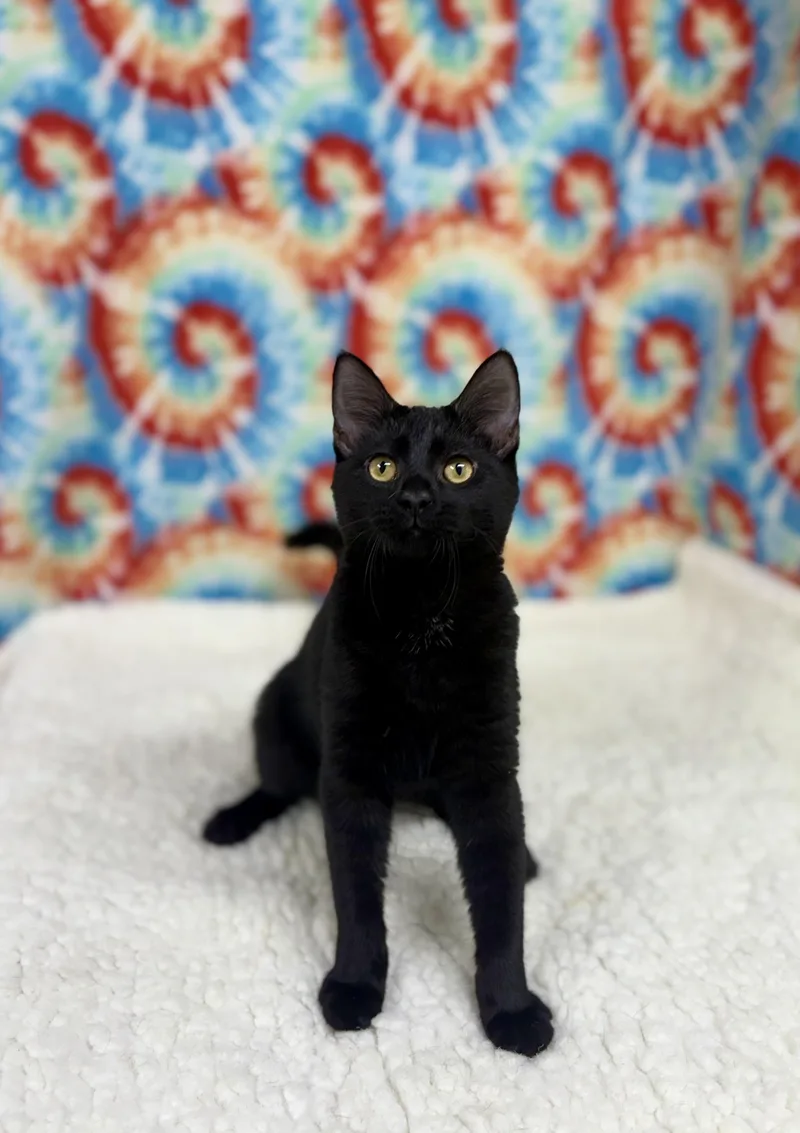 Salem thumbnail 2