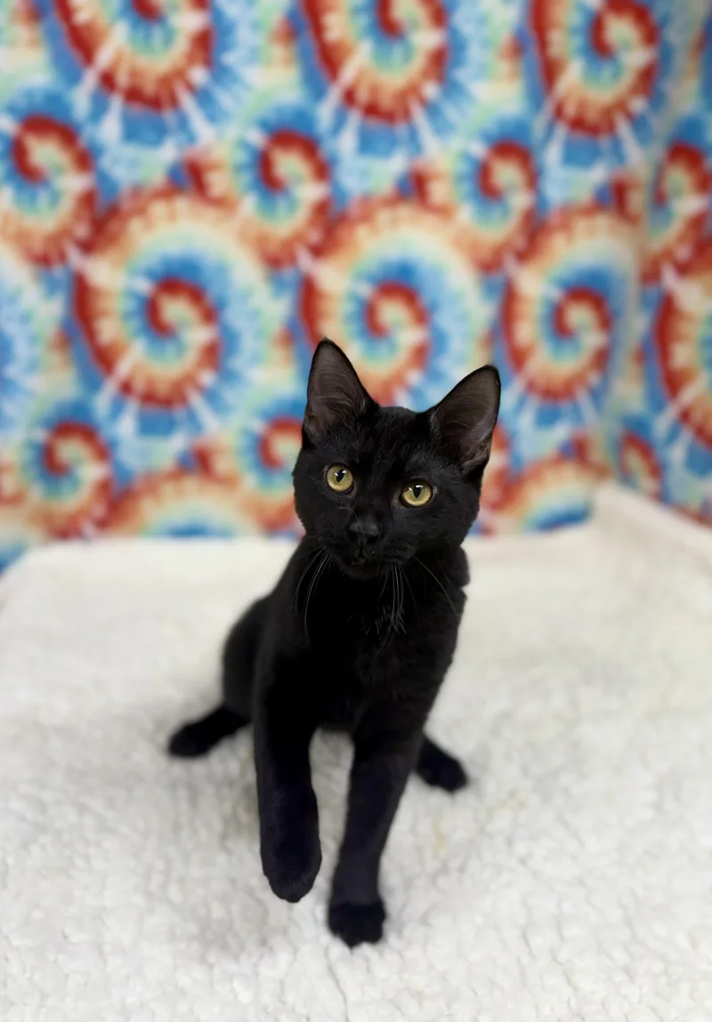 Salem thumbnail 3