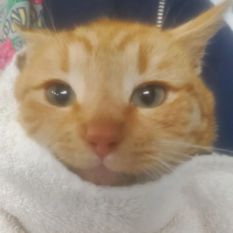 A young medium-sized male Orange / Red Domestic Short Hair cat named Pumpkin for adoption in Newark, NJ