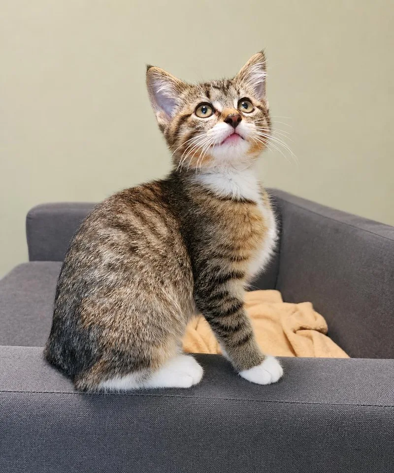 A baby small-sized female Domestic Short Hair cat named Sugar Snap Pea for adoption in Homer Glen, IL