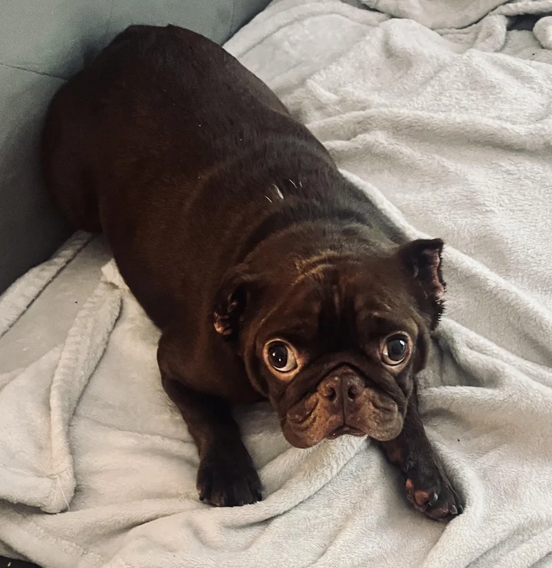 A young small-sized female French Bulldog dog named Maddie for adoption in Bradenton, FL