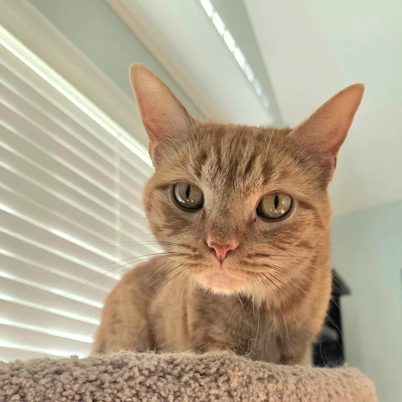 An adult medium-sized female Tabby (Orange / Red) Domestic Short Hair cat named Tigerlilly for adoption in Fort Oglethorpe, GA