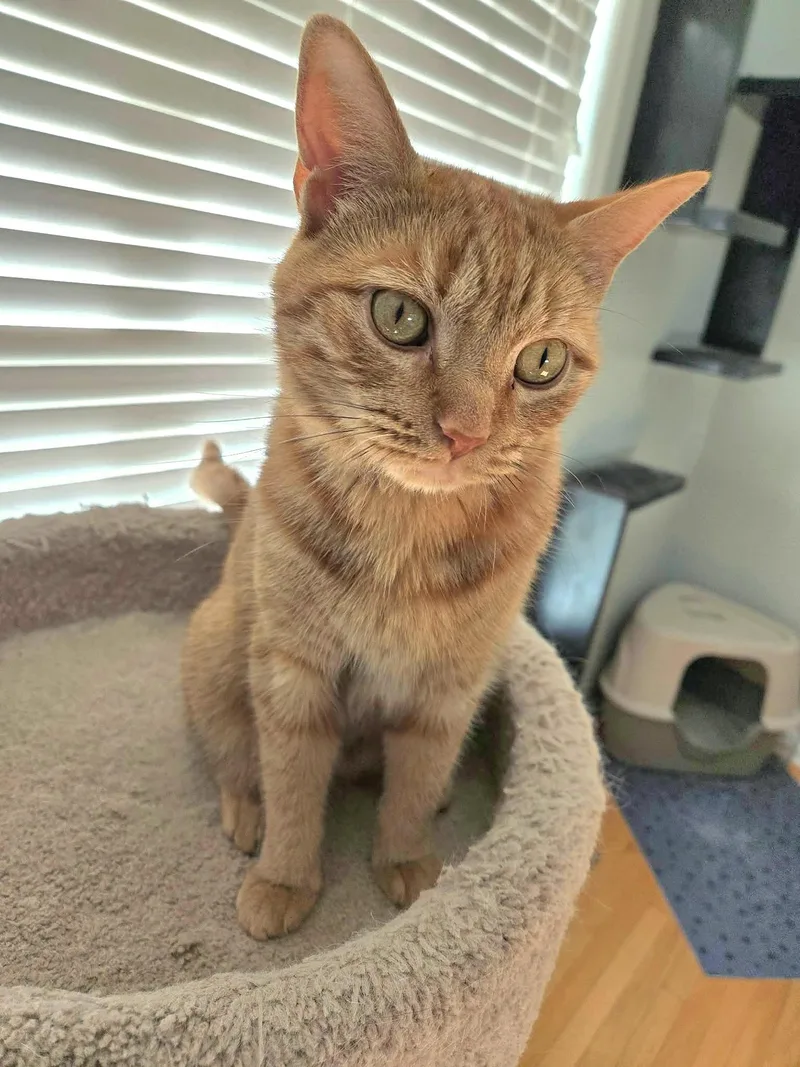 Tigerlilly thumbnail 3