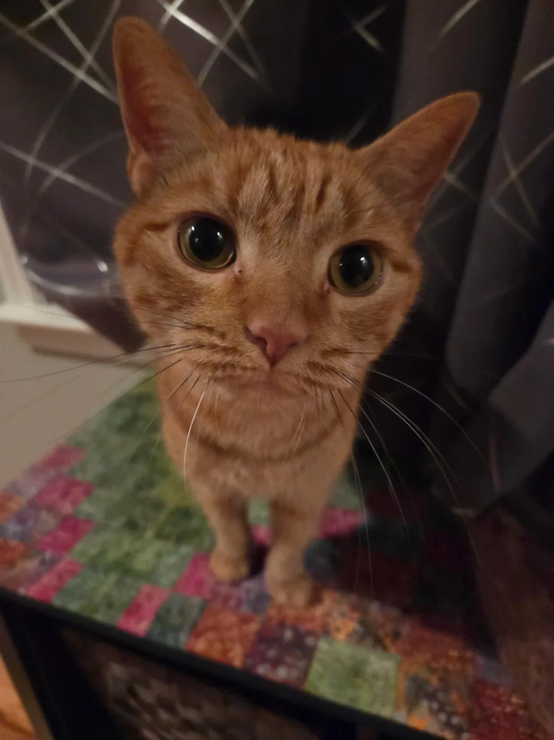 Tigerlilly thumbnail 5