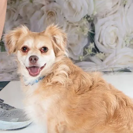 An adult small-sized female Yellow / Tan / Blond / Fawn Mixed Breed dog named Petal for adoption in Fredericksburg, VA