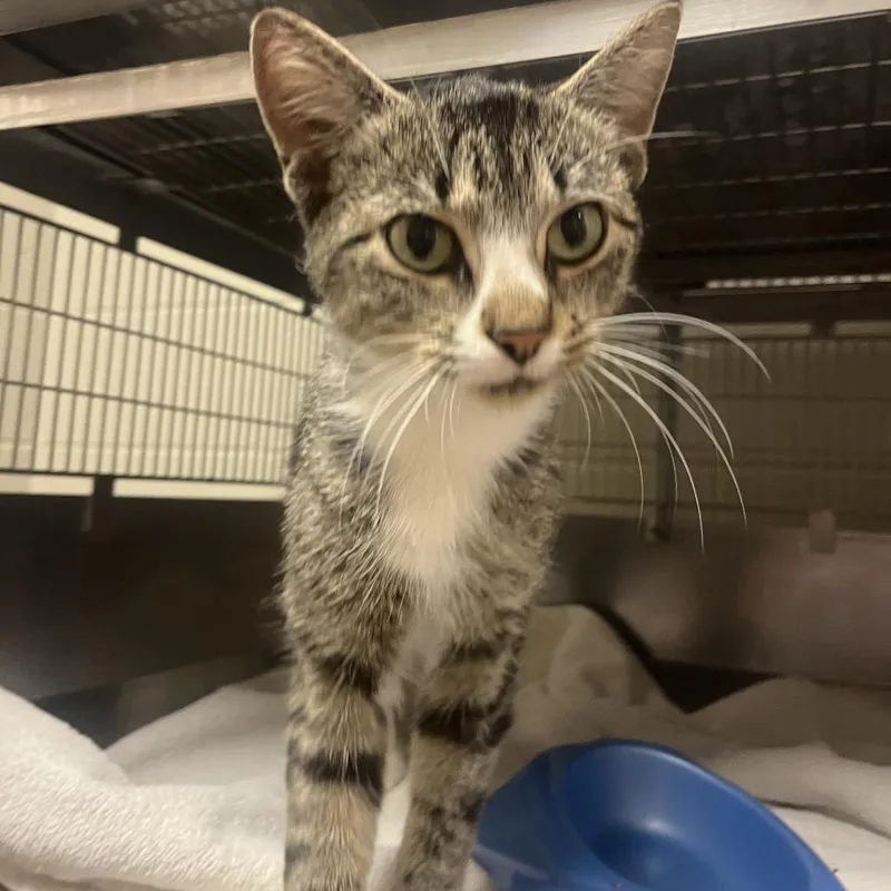 An adult medium-sized female Brown / Chocolate Domestic Short Hair cat named Marianne for adoption in Bristol, IN
