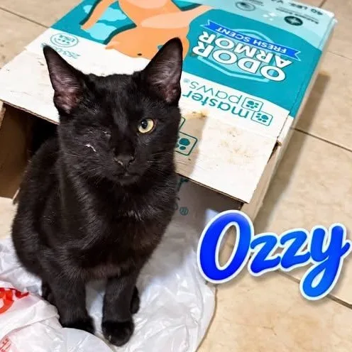 A baby small-sized male Black Domestic Short Hair cat named Ozzy for adoption in Westland, MI