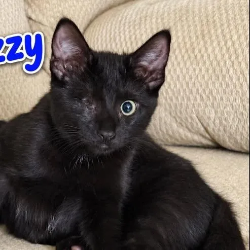 Ozzy thumbnail 2