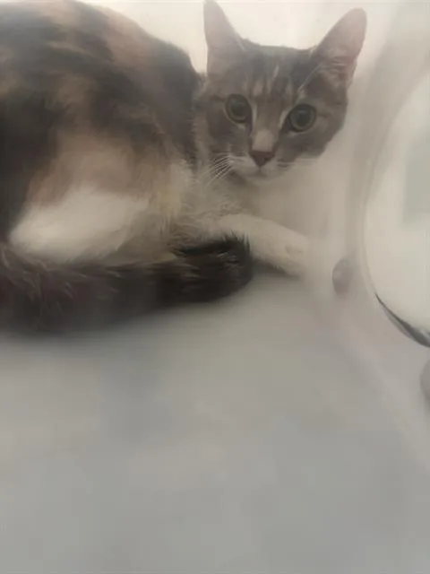 An adult medium-sized female Domestic Short Hair cat named Merlin for adoption in Dallas, TX