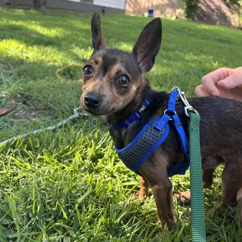 An adult small-sized male Brown / Chocolate Chihuahua dog named Bugs for adoption in Bartlett, TN