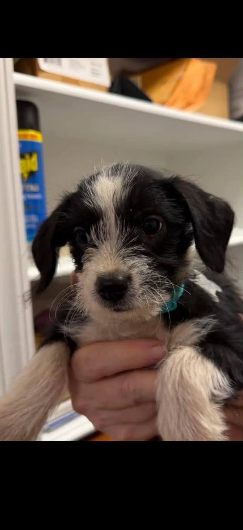 A baby small-sized female Terrier dog named Brisa for adoption in Holly Springs, NC