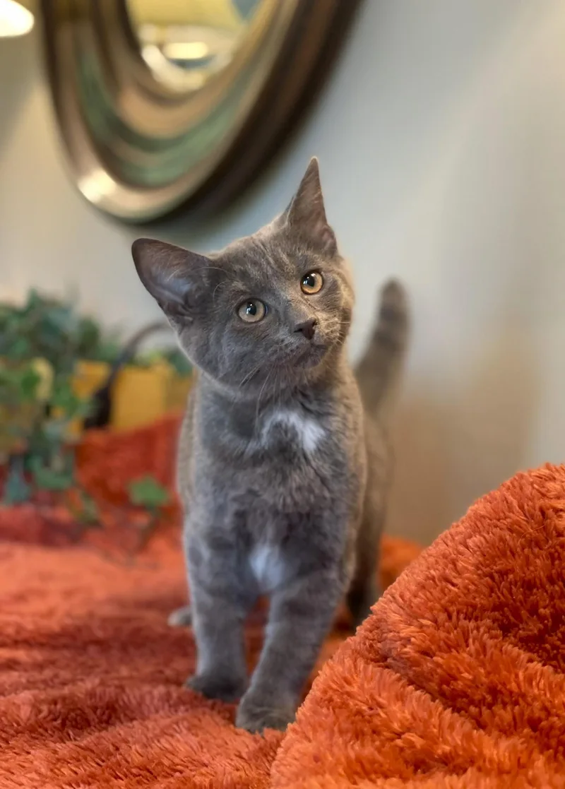 A baby medium-sized female Gray / Blue / Silver Domestic Short Hair cat named Cassidy for adoption in Taylor, MI