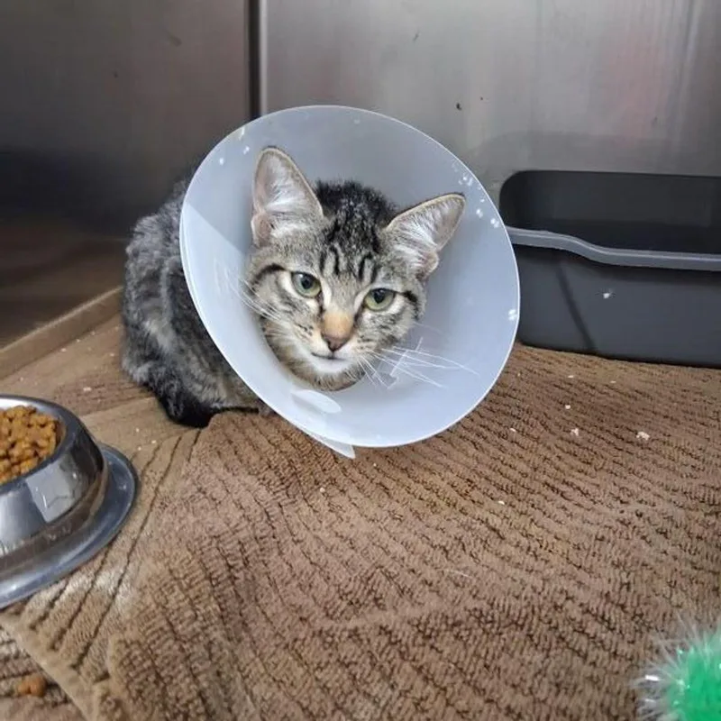 A young medium-sized female Gray / Blue / Silver Domestic Short Hair cat named Kumquat for adoption in Lake Havasu City, AZ