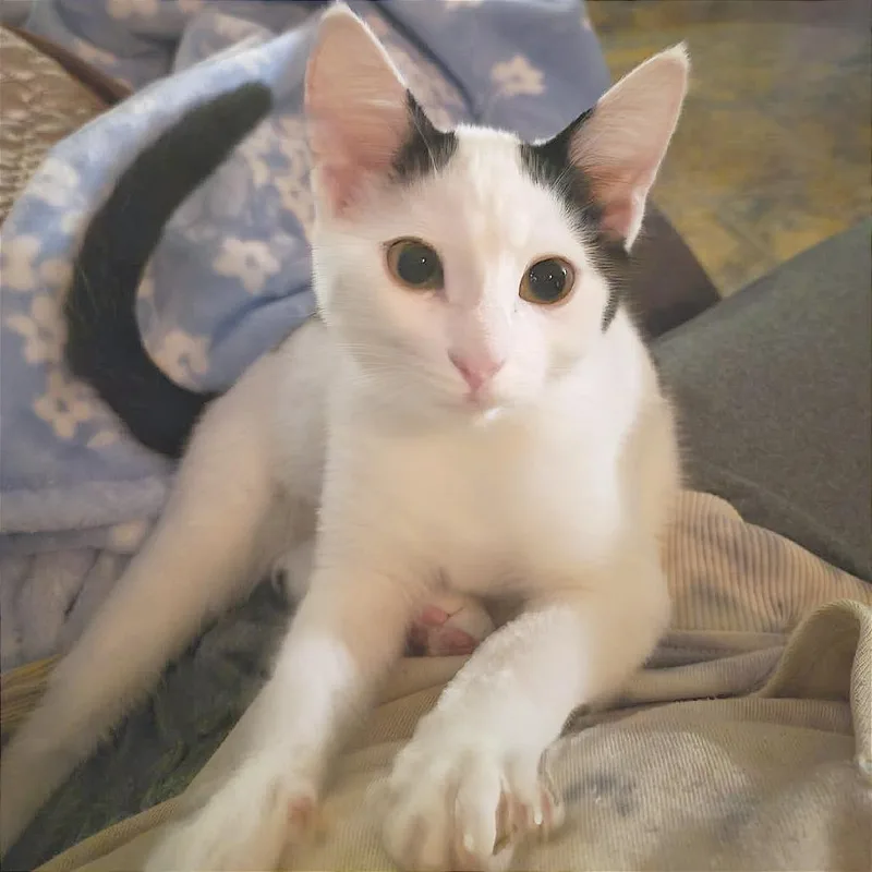A baby small-sized female White Domestic Short Hair cat named Yoda for adoption in Albert Lea, MN