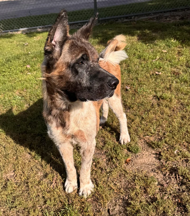 An adult large-sized male Akita dog named Big Bear for adoption in Yorkville, IL