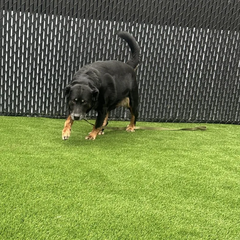 Moose