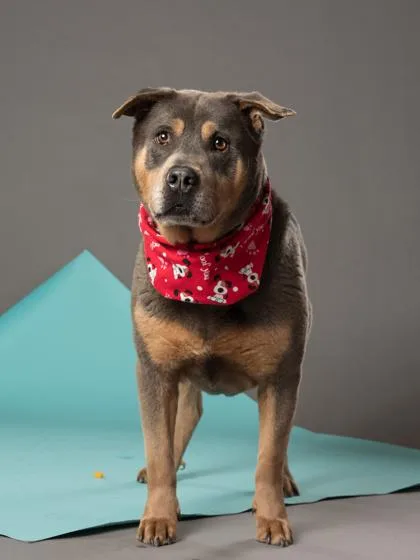 An adult medium-sized male Mixed Breed dog named Jasper for adoption in Atlanta, GA