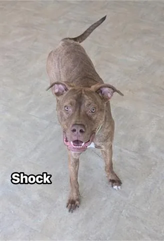 A young medium-sized male Mastiff dog named Shock for adoption in Akron, OH