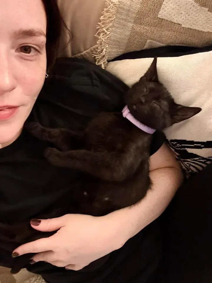 A baby small-sized female Domestic Short Hair cat named Echo for adoption in Chicago, IL